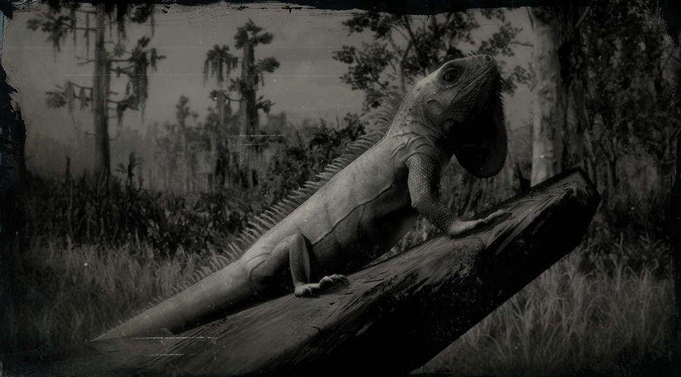 rdr2 iguana