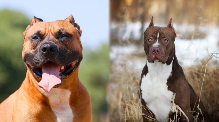 american staffordshire terrier vs pit bull terrier