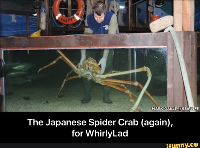 japanese spider crab meme