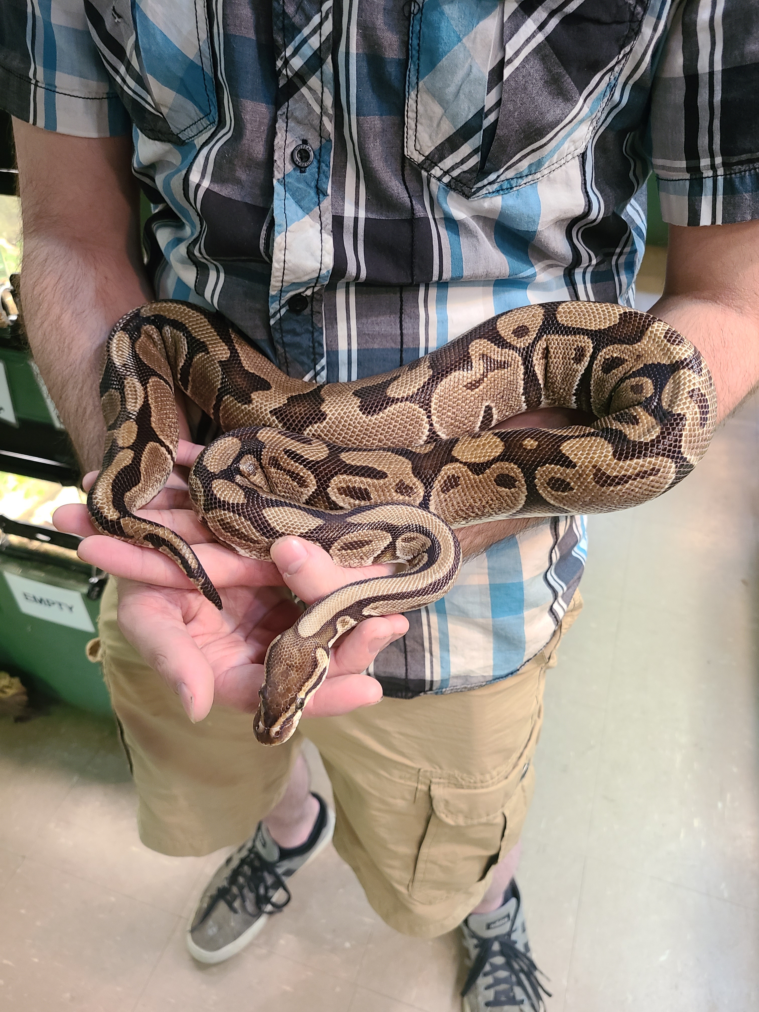 full grown ball python