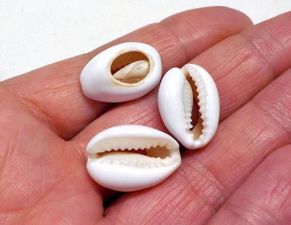 seashell beads