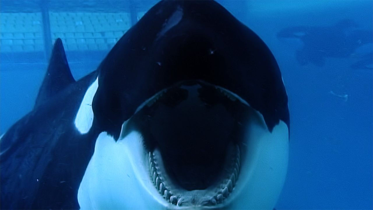 blackfish documentary watch online