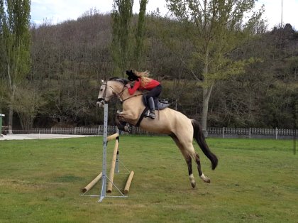 caballo de salto en venta españa