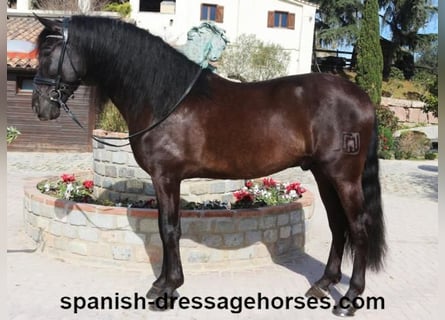 caballo negro en venta