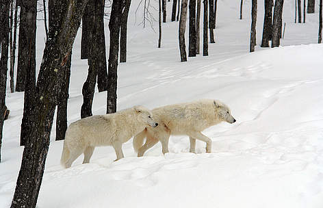 arctic wolf pictures