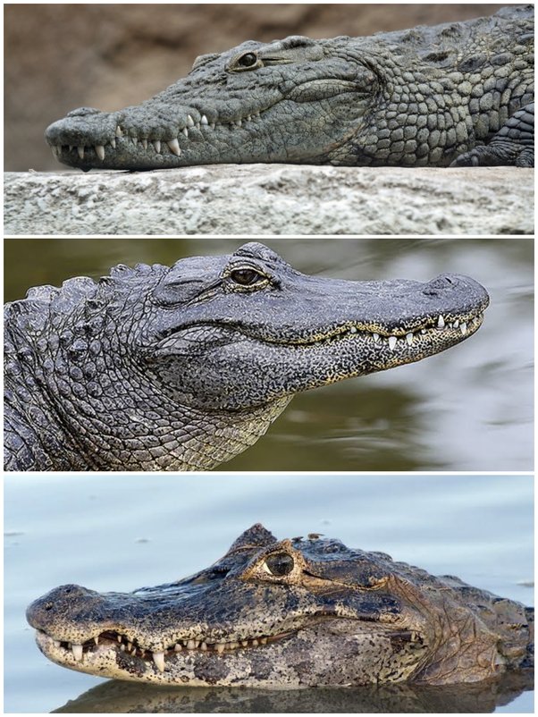 caiman vs crocodile vs alligator