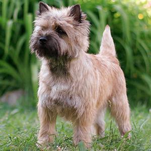 cairn terrier for sale sydney