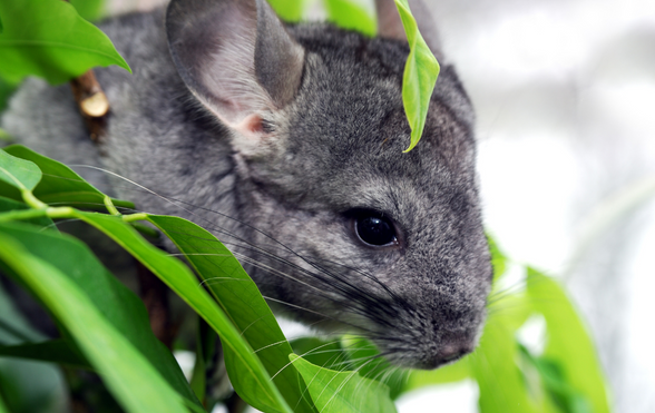 can chinchillas eat corn