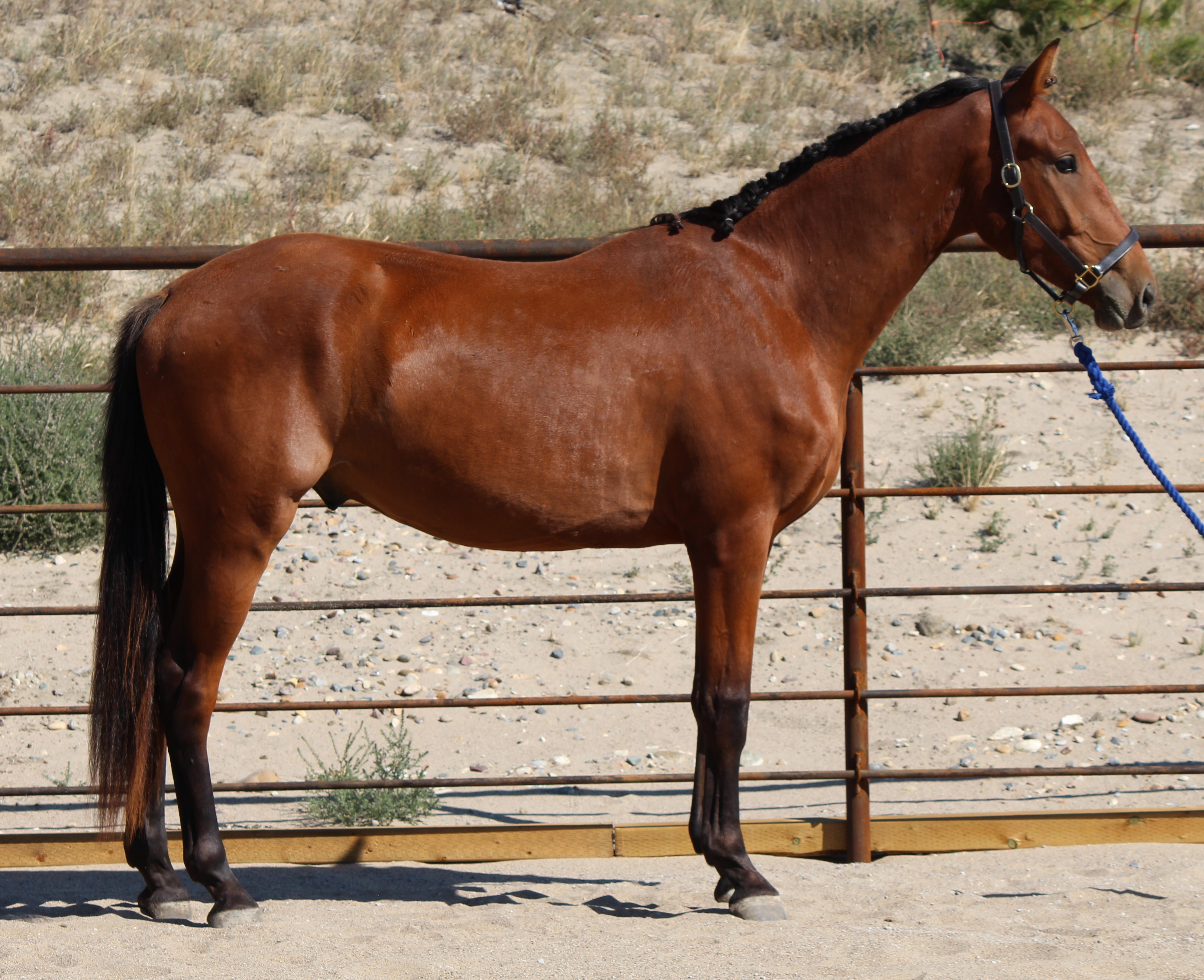 canadian warmblood sale