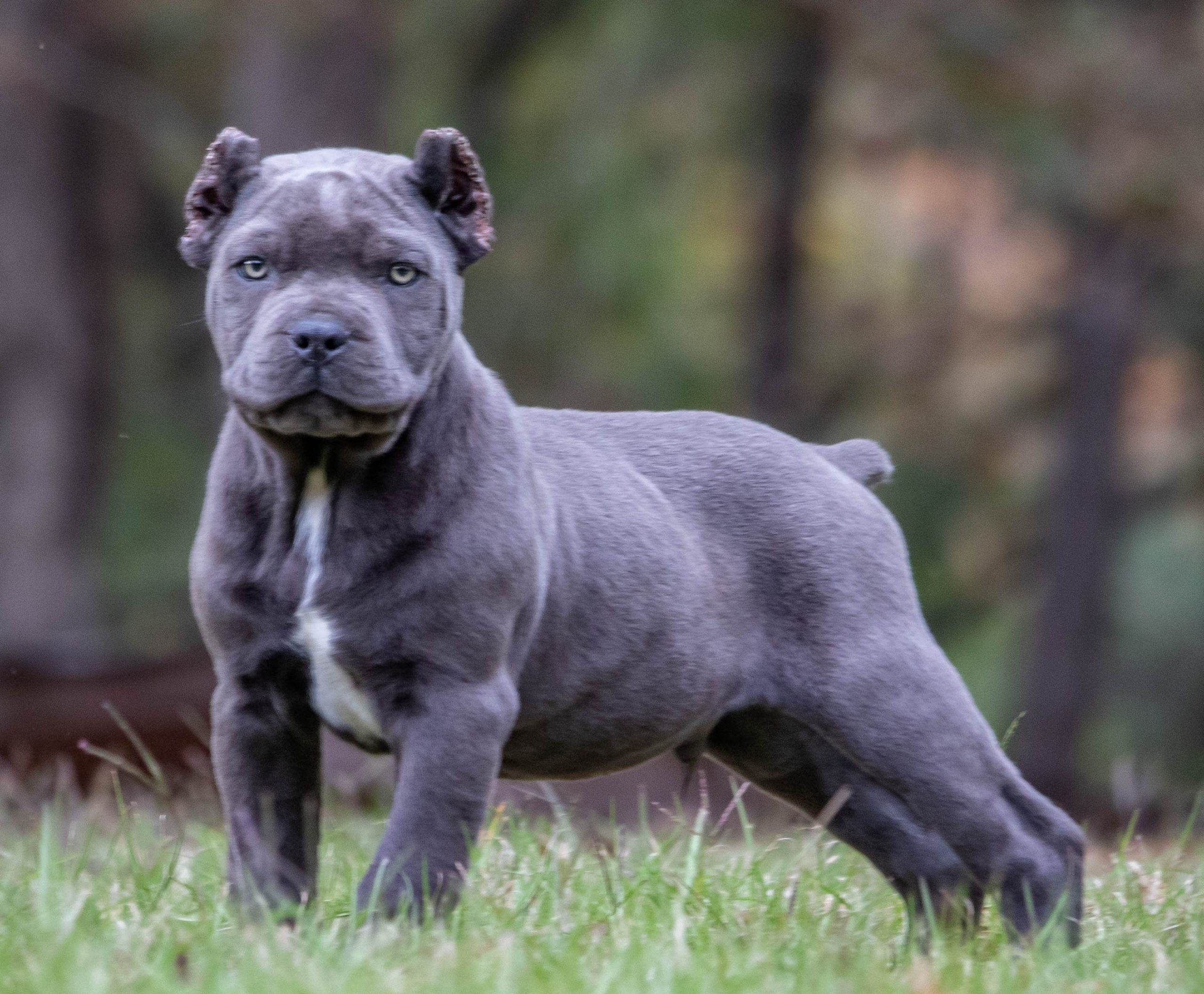 cane corso for sale