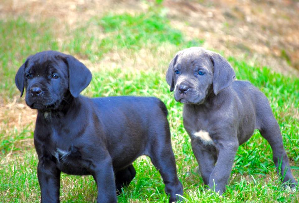 cane corso puppies for sale