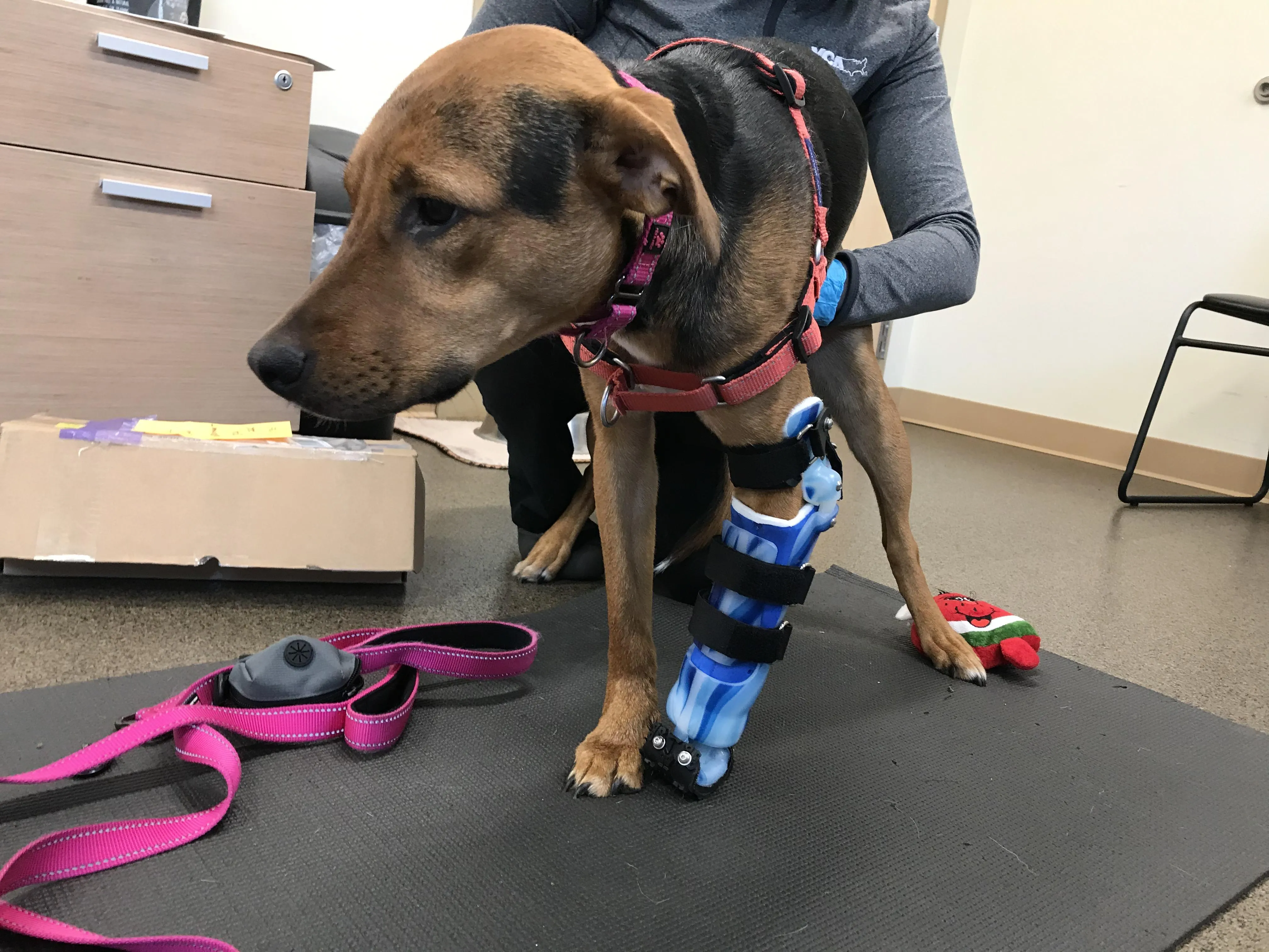 canine front leg brace