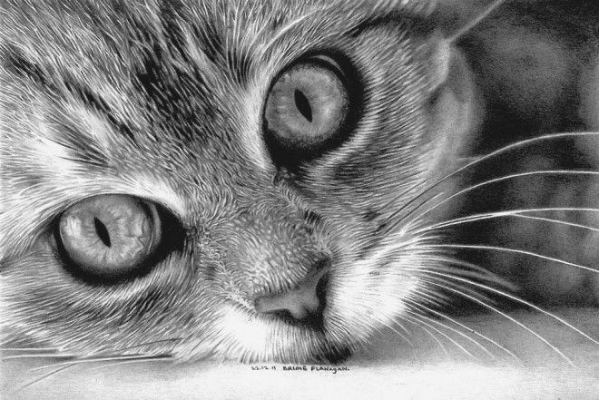 cat pencil drawing