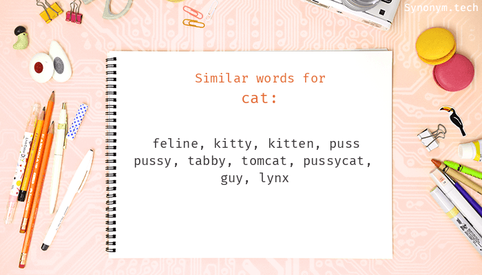 cat synonym