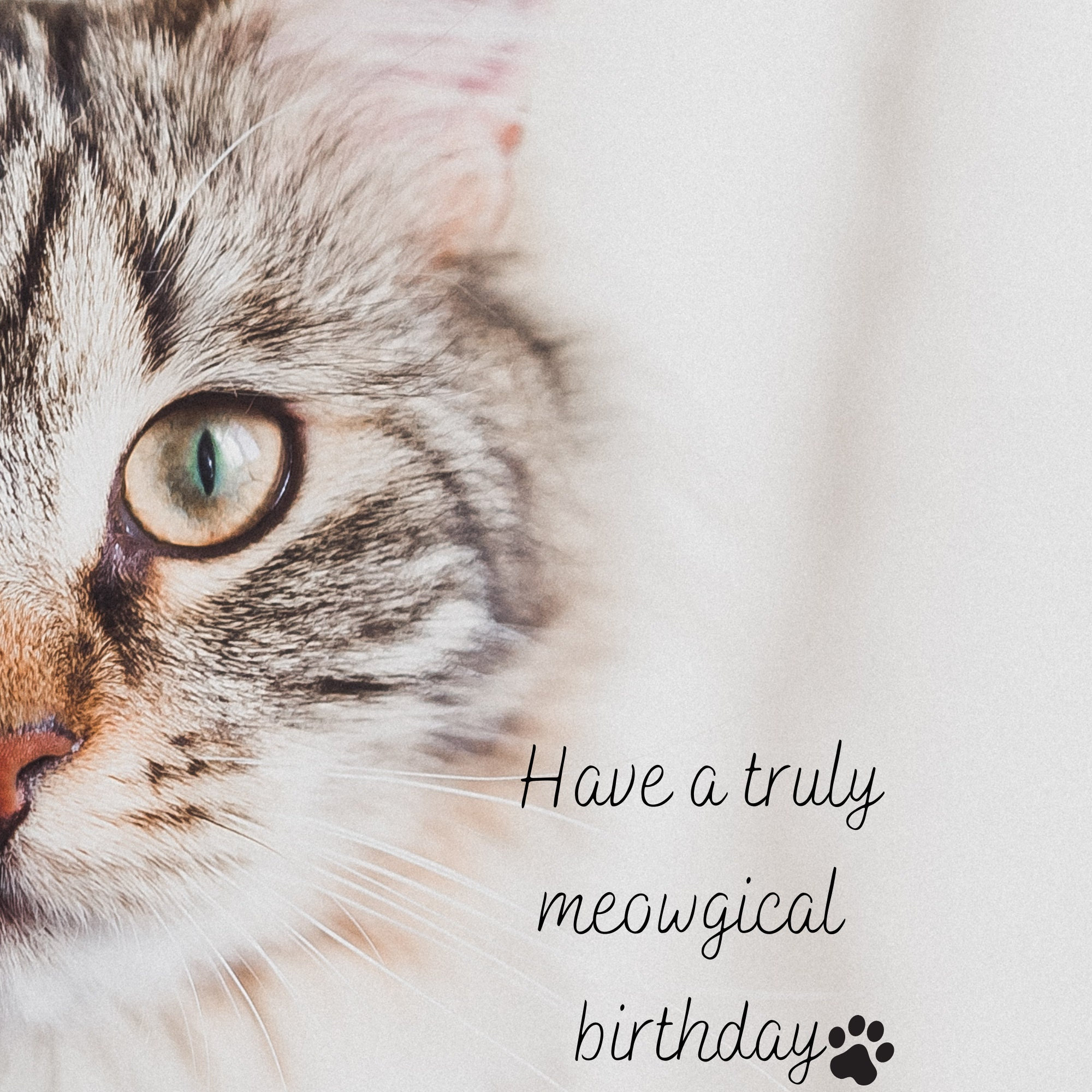 cat wishing happy birthday