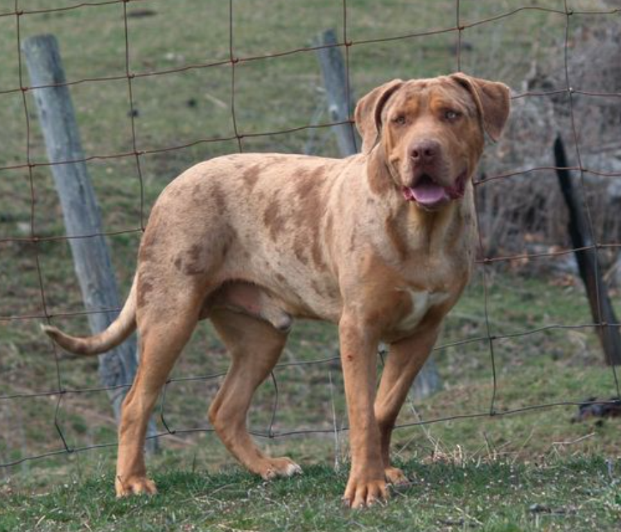 catahoula american bulldog