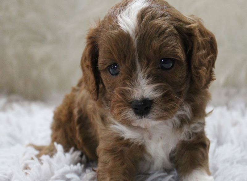 cavapoo for sale phoenix