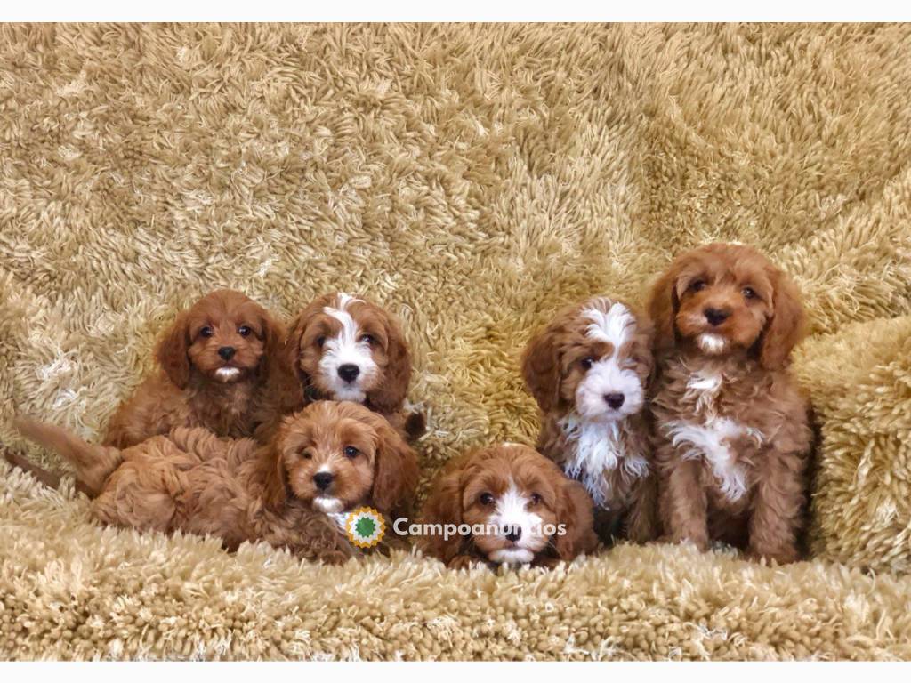 cavapoo madrid