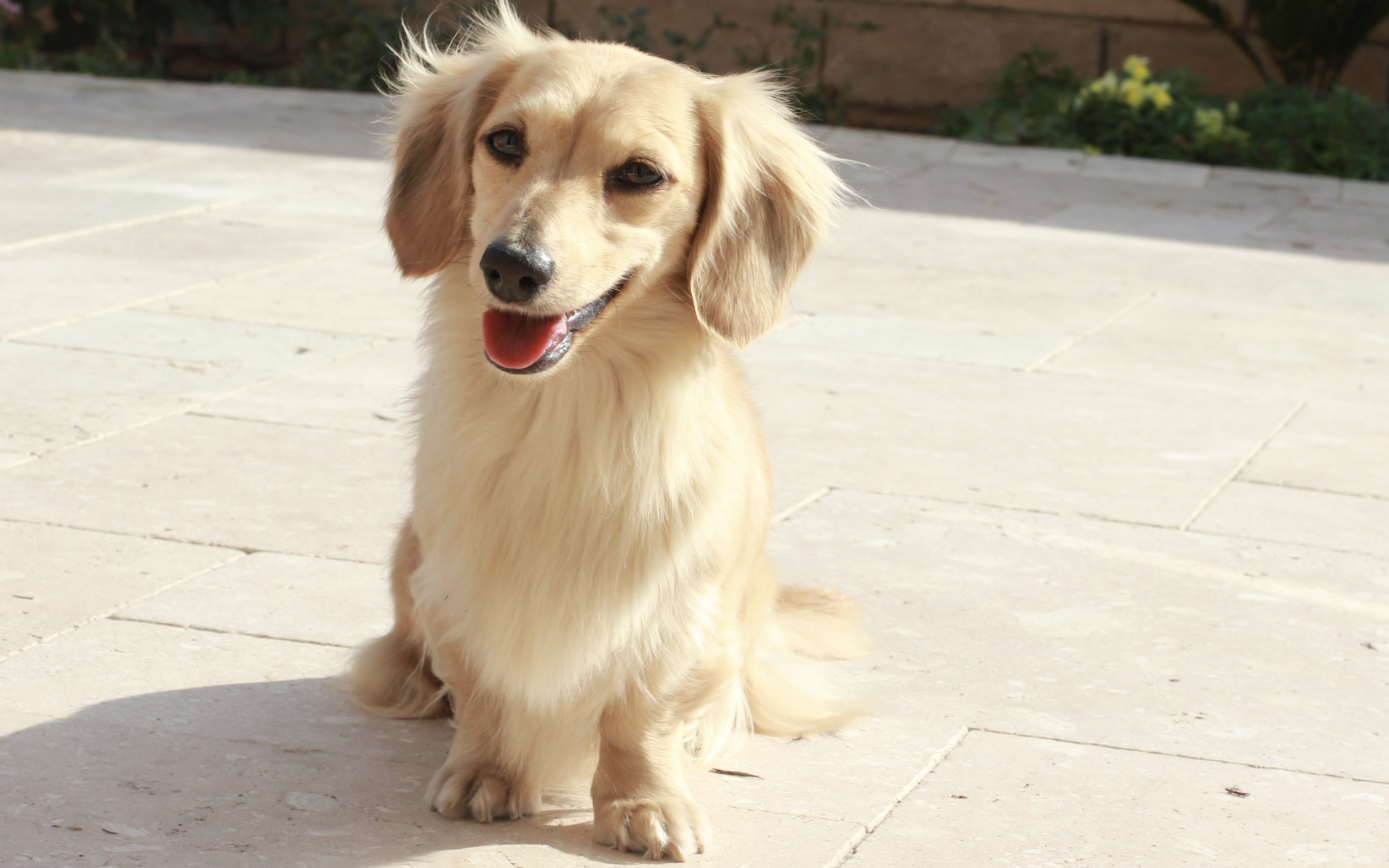 english cream mini dachshund ontario