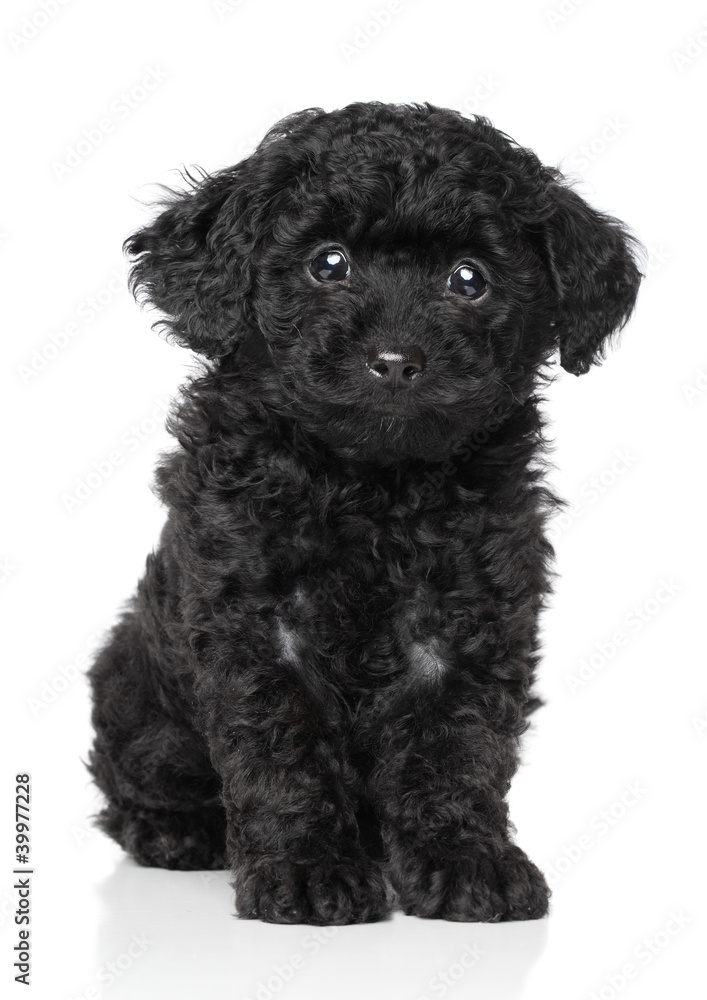 puppy poodle black