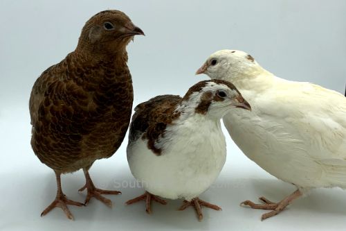 celadon quail