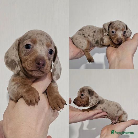 miniature dachshund for sale middlesbrough