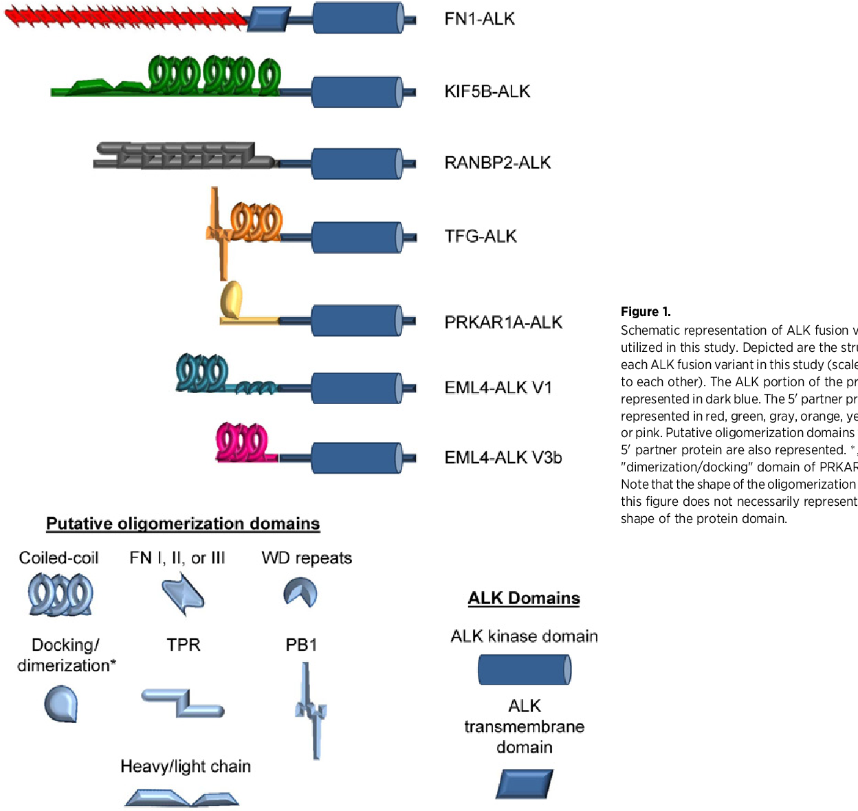 alk fusion partners