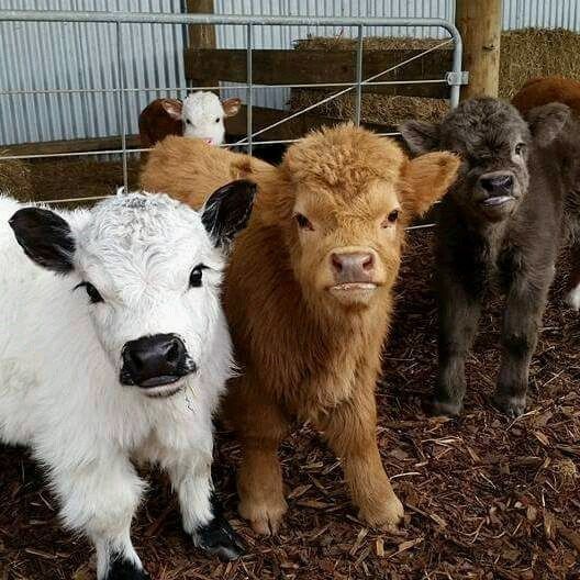 cute pictures of cows