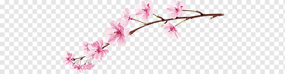 cherry blossom sticker png