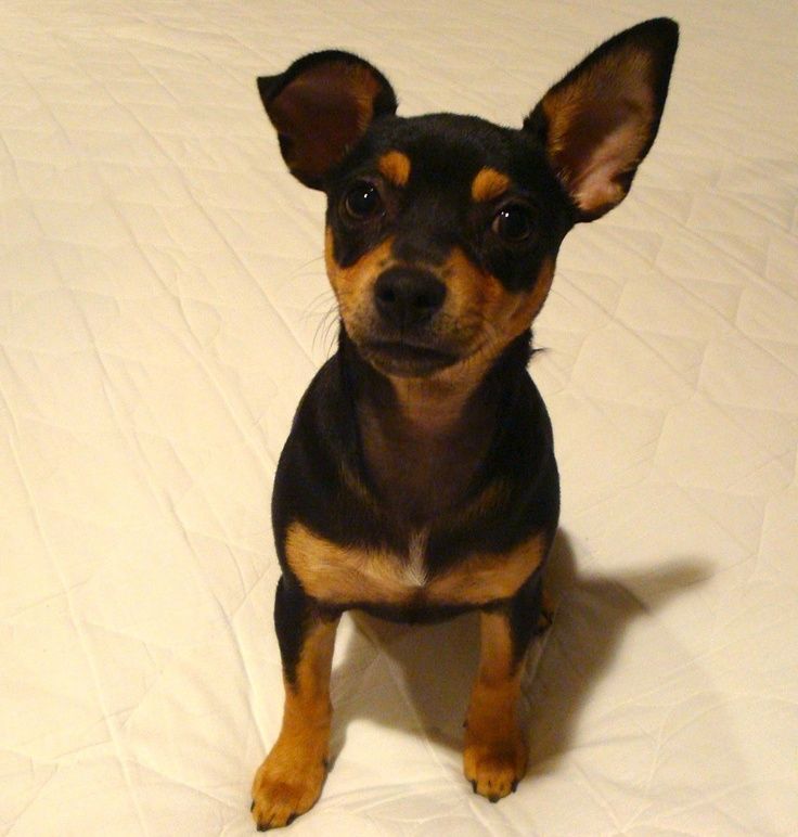 chihuahua color doberman