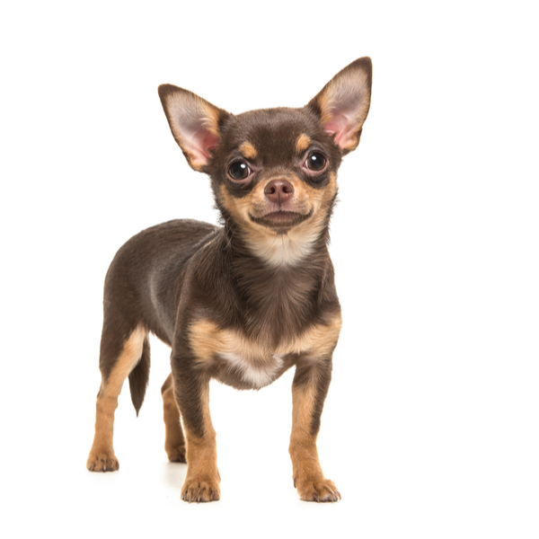 chihuahua for sale