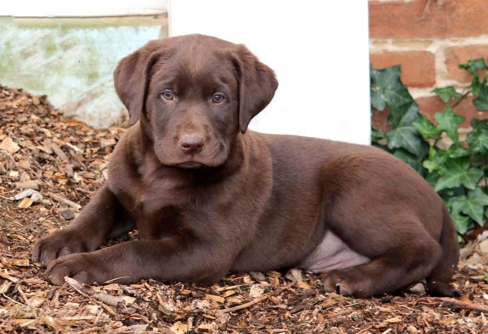 chocolate lab retriever puppies for sale