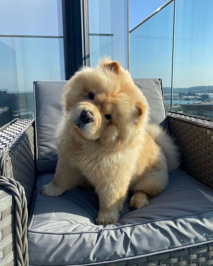 chow chow pinterest