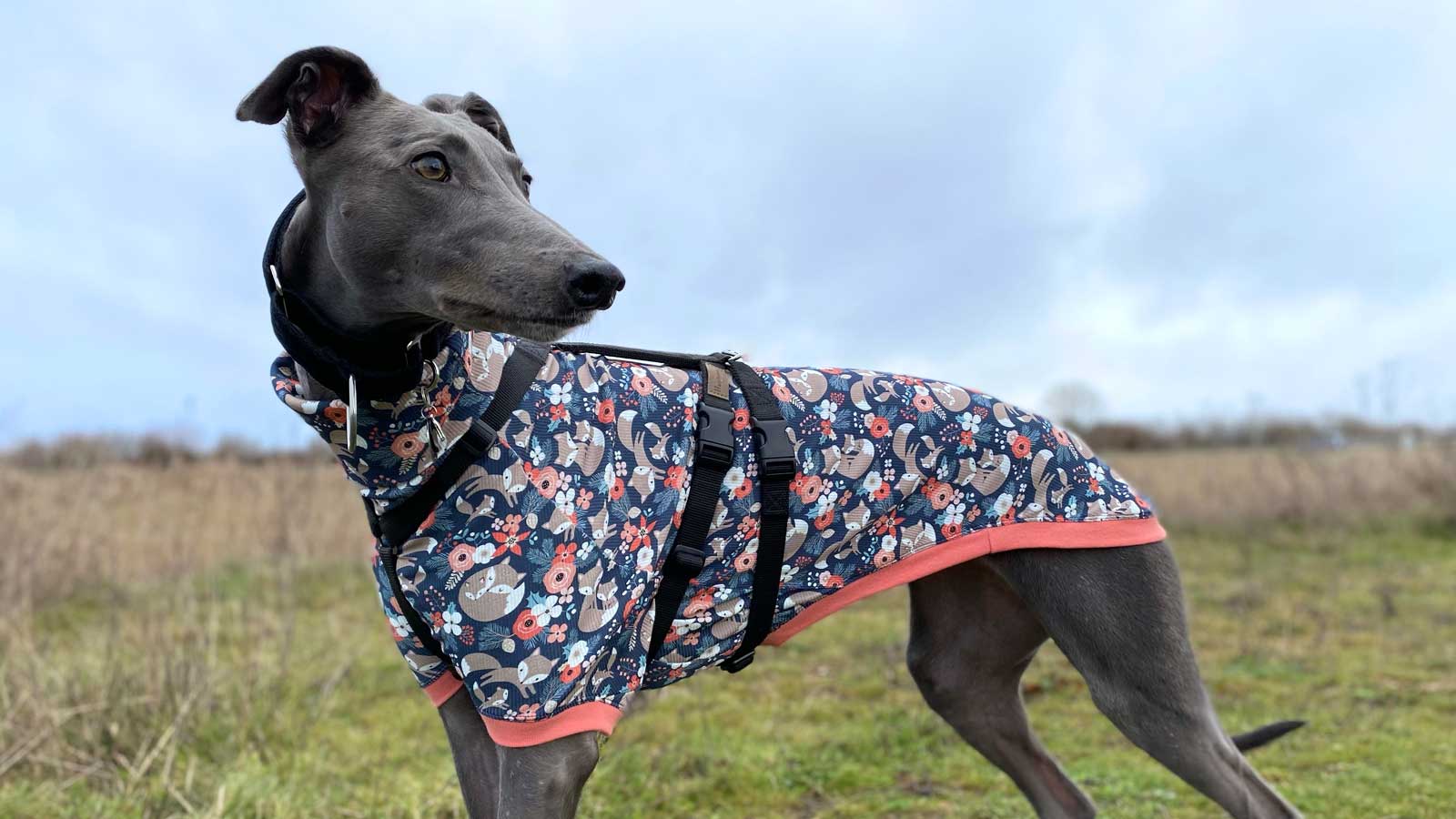 clothes for greyhounds