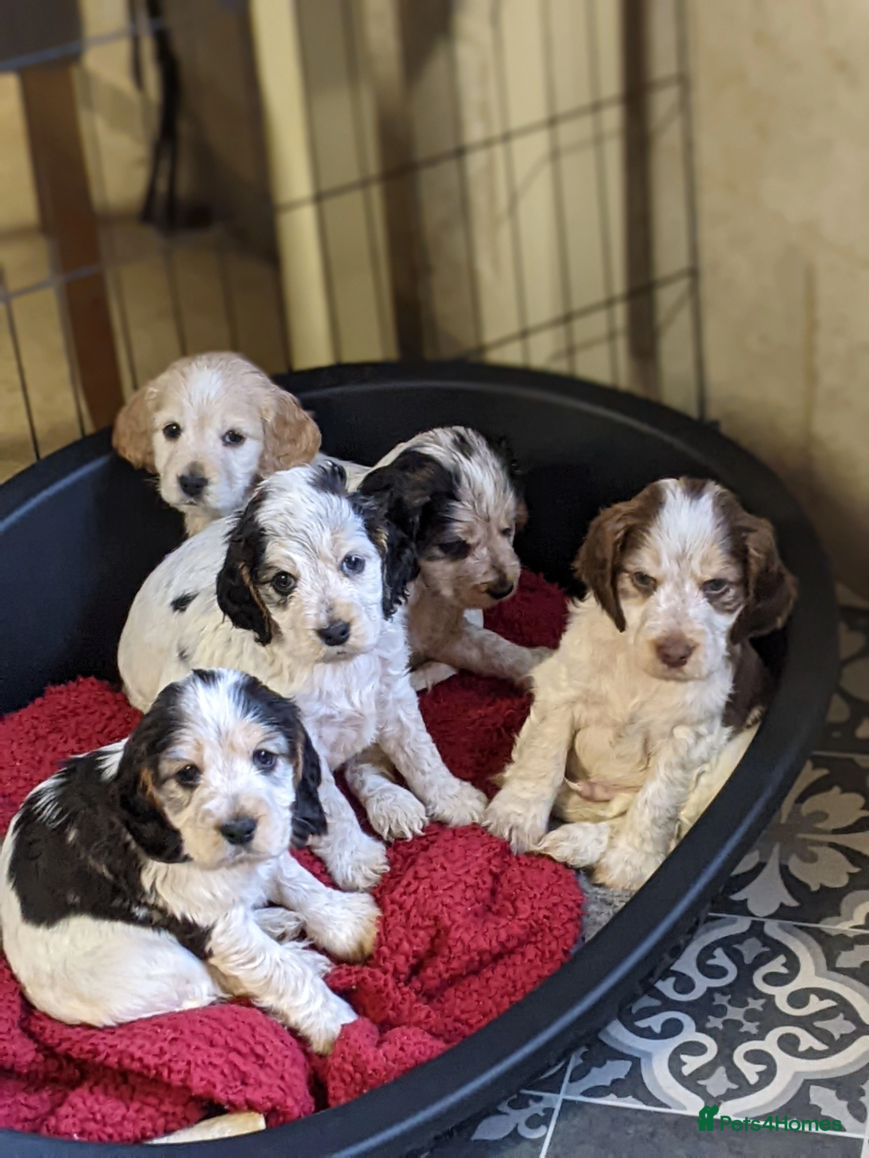 cockapoo for sale grimsby