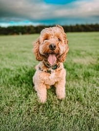 cockapoo stud dogs