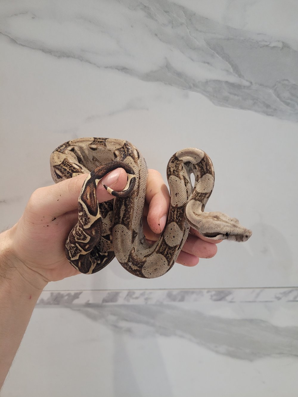 common boa for sale uk