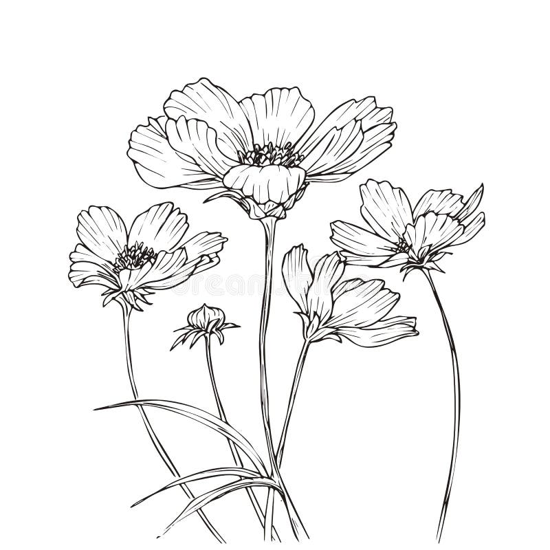 cosmos flower sketch