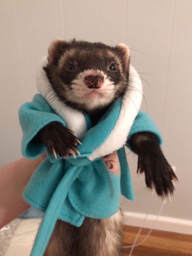 costumes for ferrets