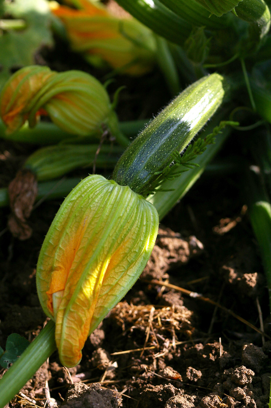 courgette traduccion