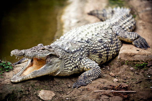 crocodile images hd