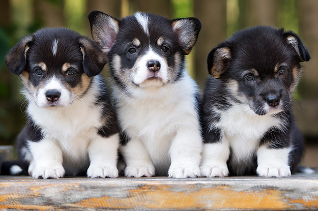 cute baby puppies