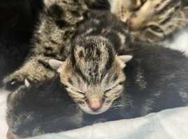 kittens for sale havant