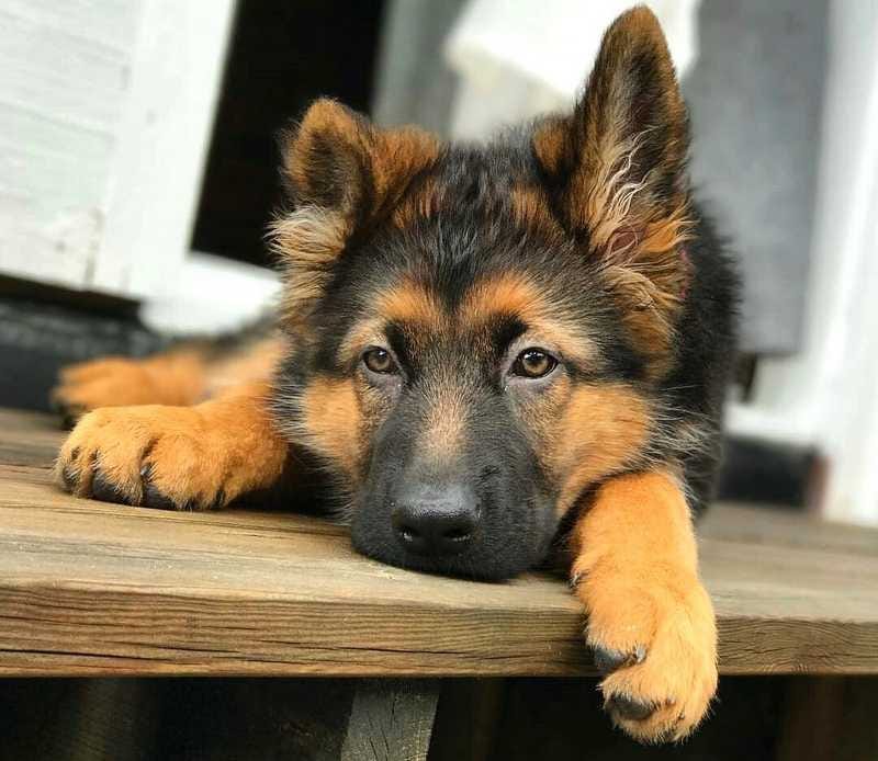 pics of german shepherd puppy