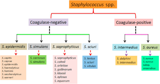 coagulase negative staphylococcus