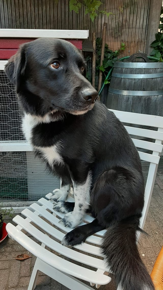 border collie labrador mix