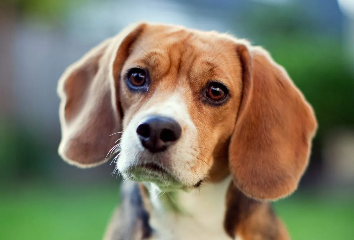 beagle dog characteristics