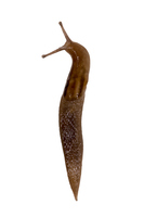 slug meaning in bengali