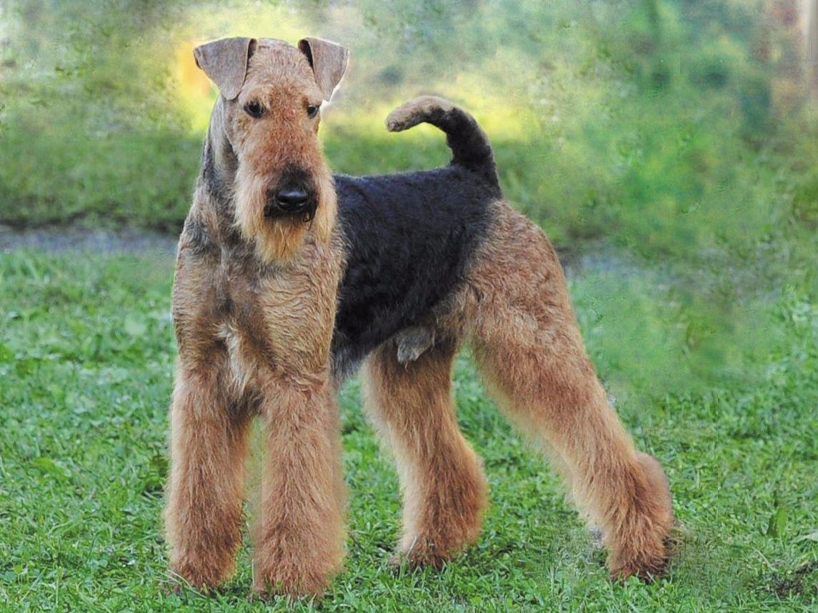 airedale puppies for sale