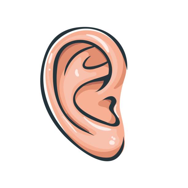 ears clipart